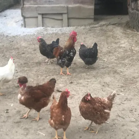 Feriehus Farkas Rezi